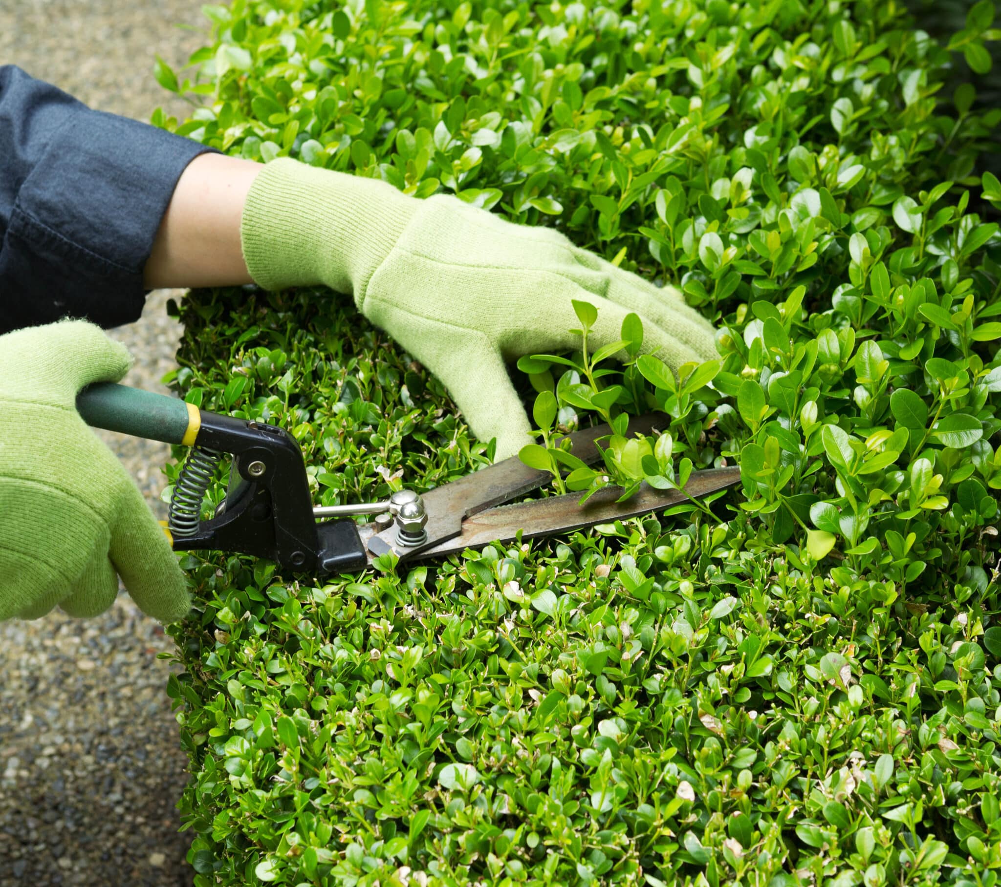 espacevert_solnet Entretient espace vert dans le 17